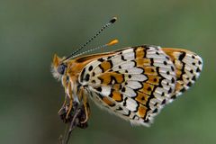 Melitaea cinxia. Doncella punteada.