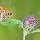 ~ Melitaea cinxia ~