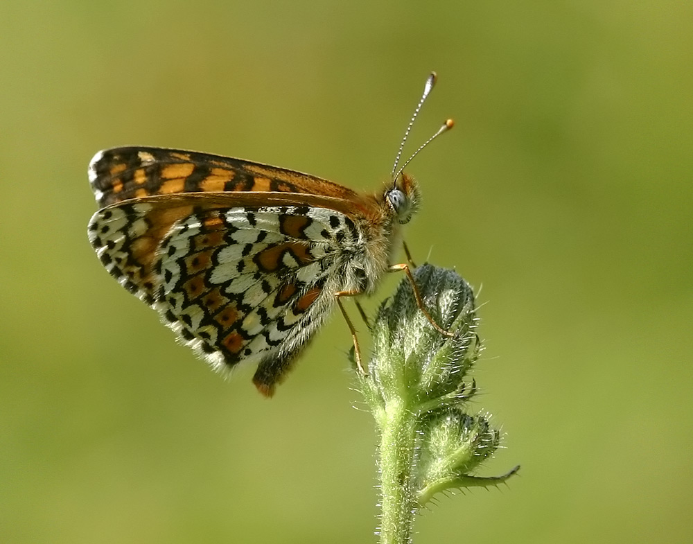 Melitaea cinxia - Glanville fritillary