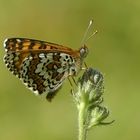 Melitaea cinxia - Glanville fritillary