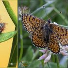 Melitaea cinxia (Linnaeus, 1758) bruco e farfalla