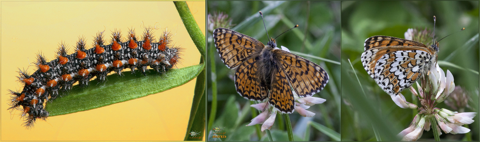 Melitaea cinxia (Linnaeus, 1758) bruco e farfalla