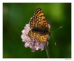 Melitaea cinxia - Wegerich-Scheckenfalter