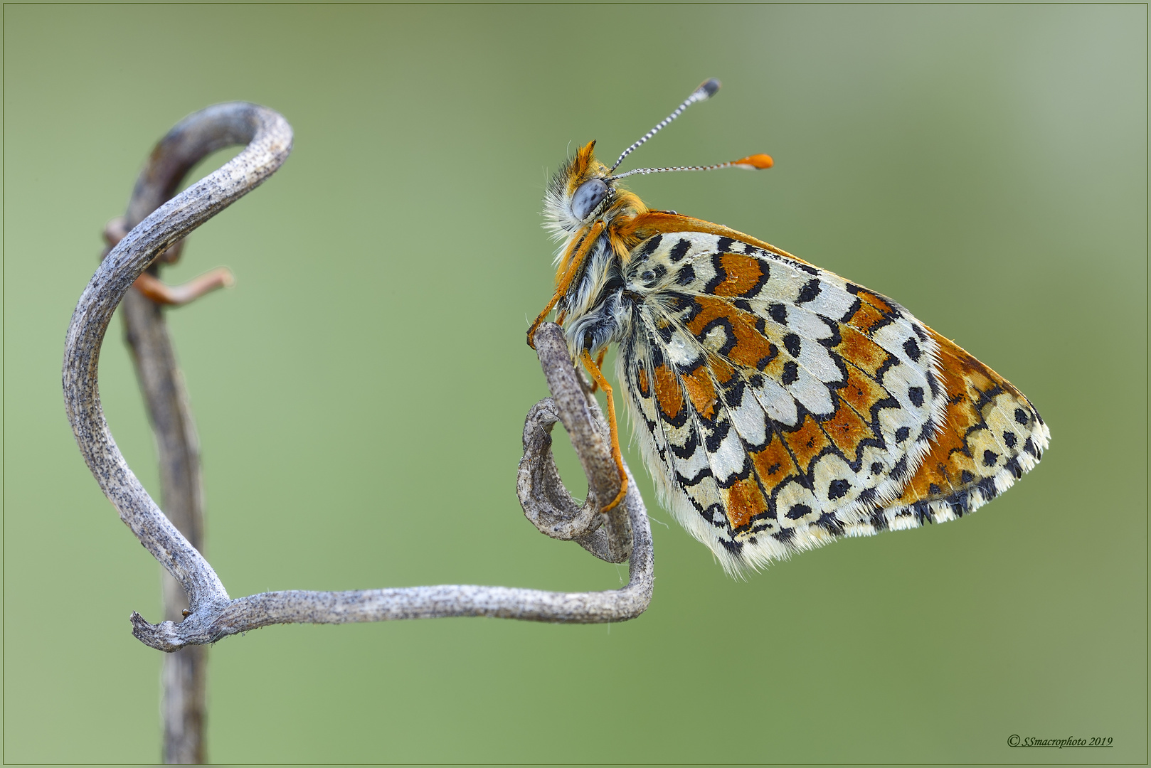 Melitaea 