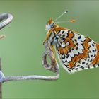 Melitaea 