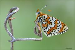 Melitaea 