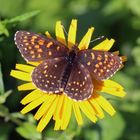 Melitaea diamina