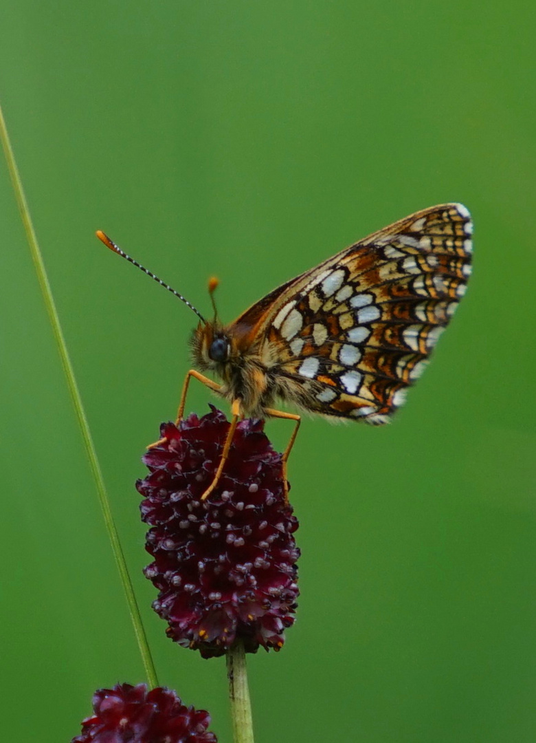 Melitaea diamina - Baldrian Scheckenfalter