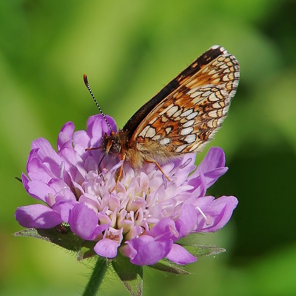 Melitaea diamina . . .