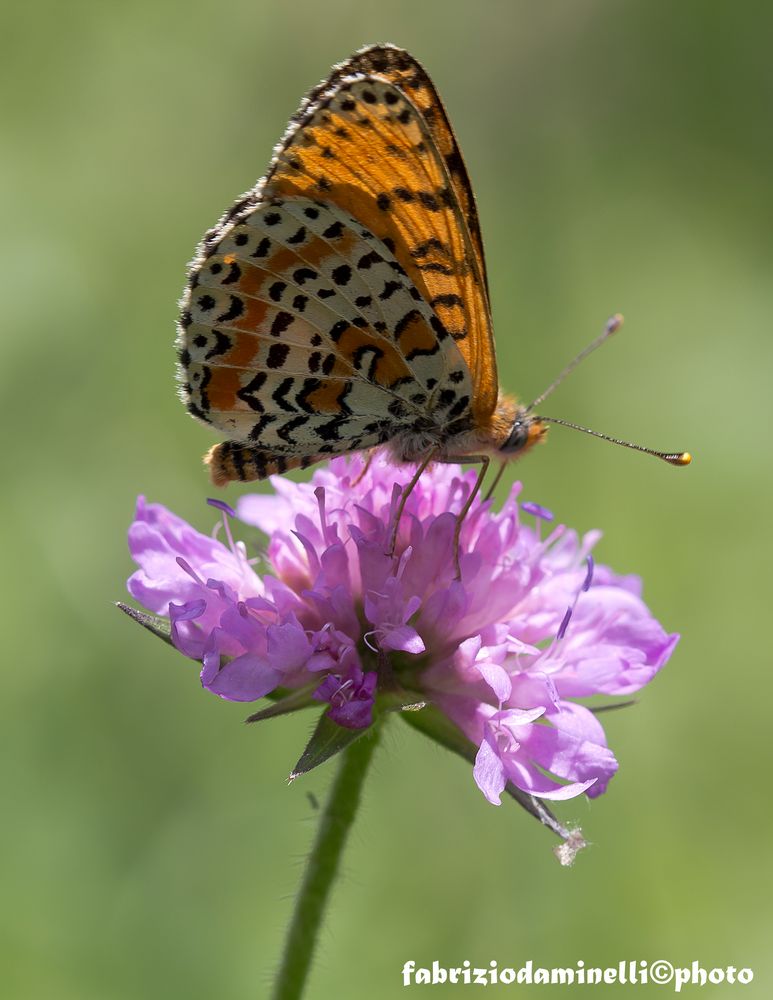 Melitaea didyma