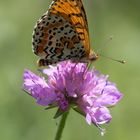 Melitaea didyma