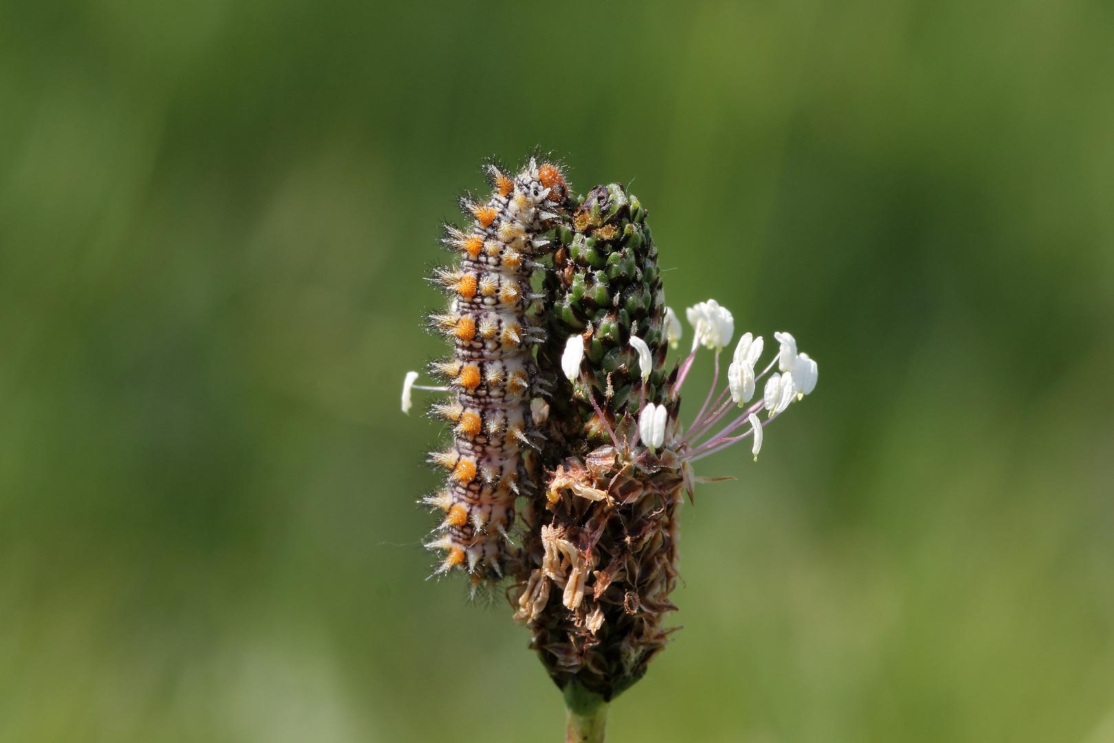 melitaea didyma