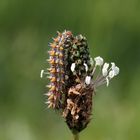 melitaea didyma