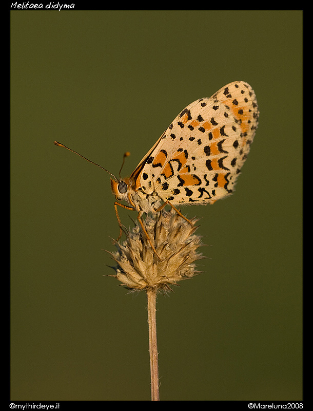 Melitaea didyma