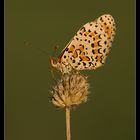 Melitaea didyma