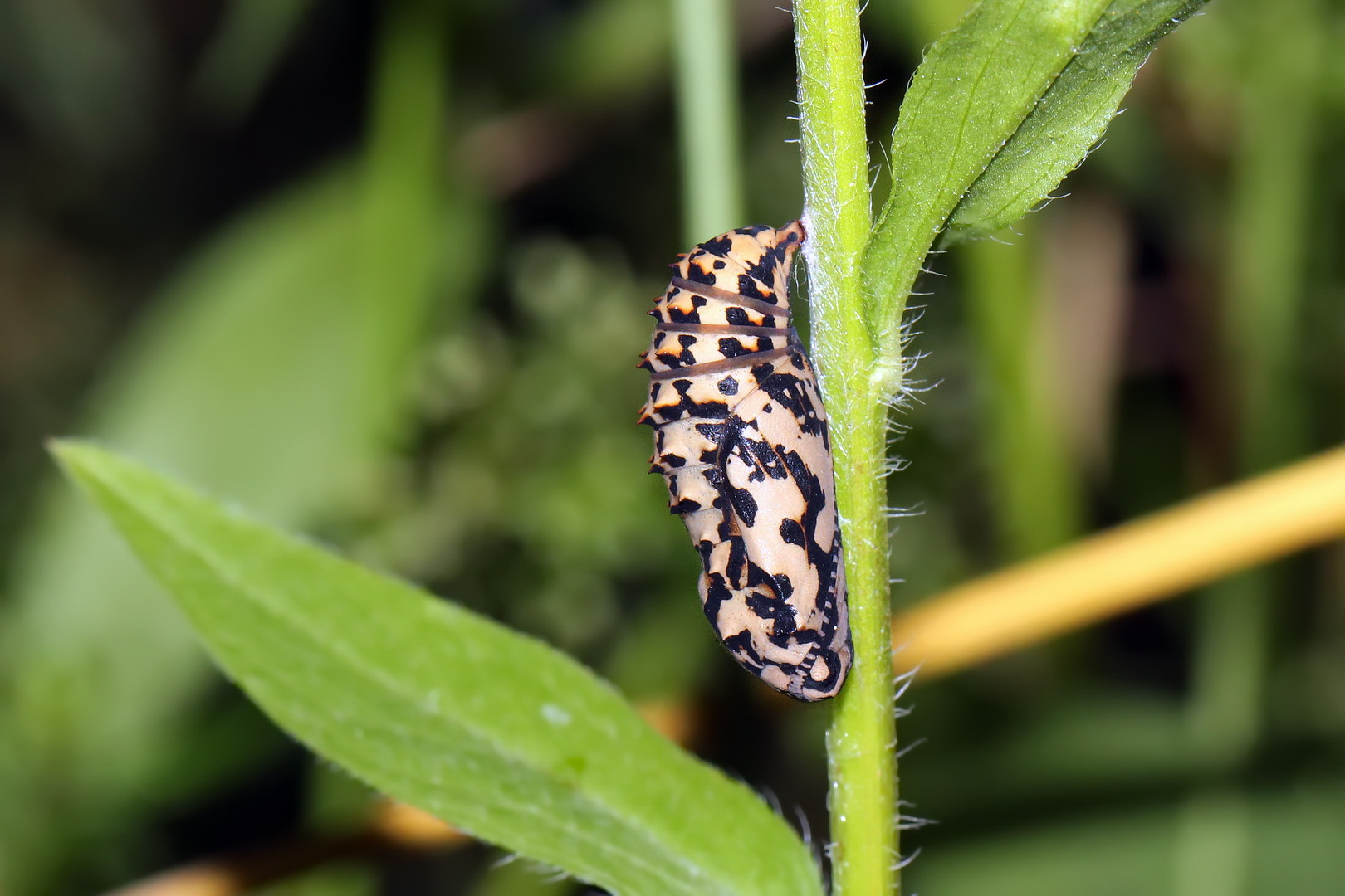 Melitaea didyma