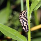 Melitaea didyma