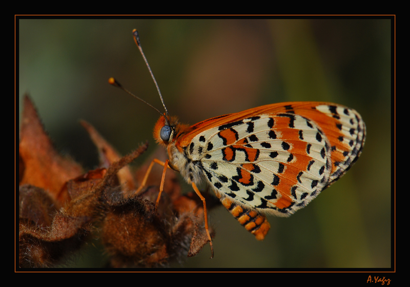 Melitaea didyma