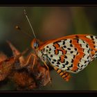 Melitaea didyma