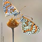 Melitaea didyma