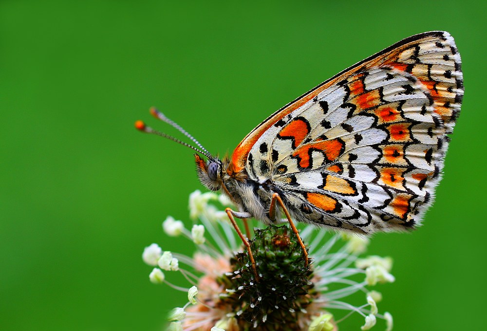 Melitaea didyma