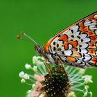 Melitaea didyma