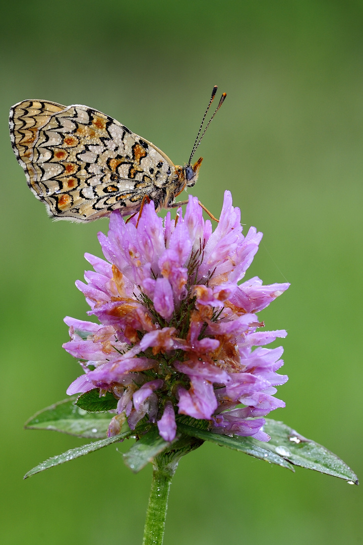 Melitaea Didyma