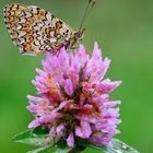 Melitaea Didyma