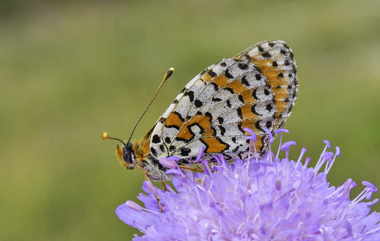 Melitaea didyma