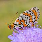 Melitaea didyma