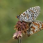 Melitaea didyma