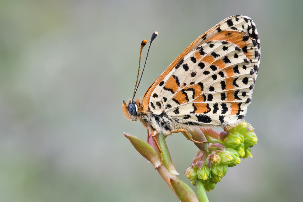 Melitaea didyma