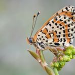 Melitaea didyma