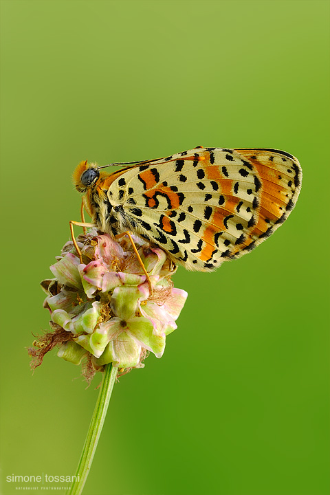 Melitaea didyma