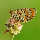 Melitaea didyma