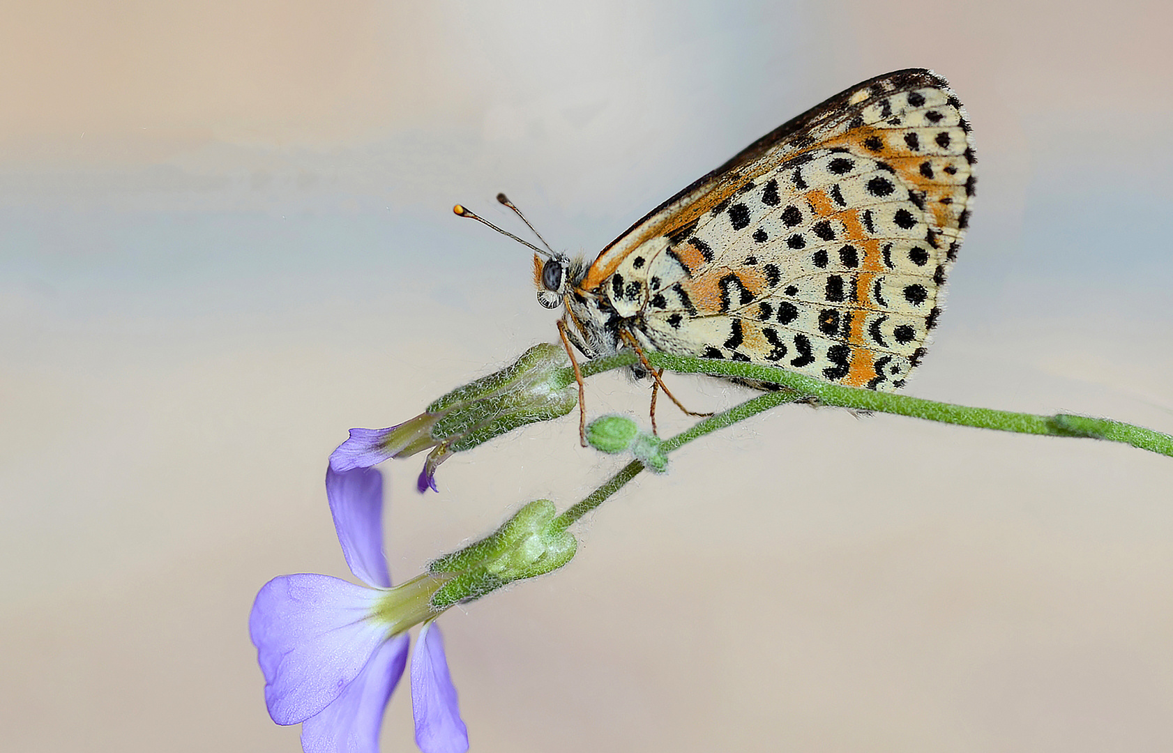 melitaea didyma