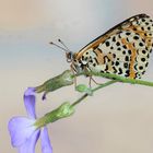 melitaea didyma