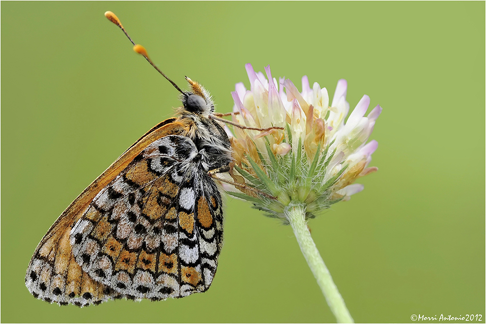 Melitaea didyma