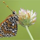 Melitaea didyma