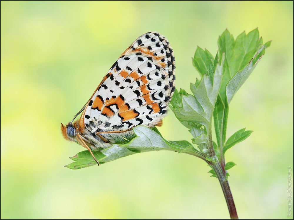 Melitaea didyma