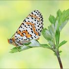 Melitaea didyma