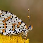 Melitaea didyma 