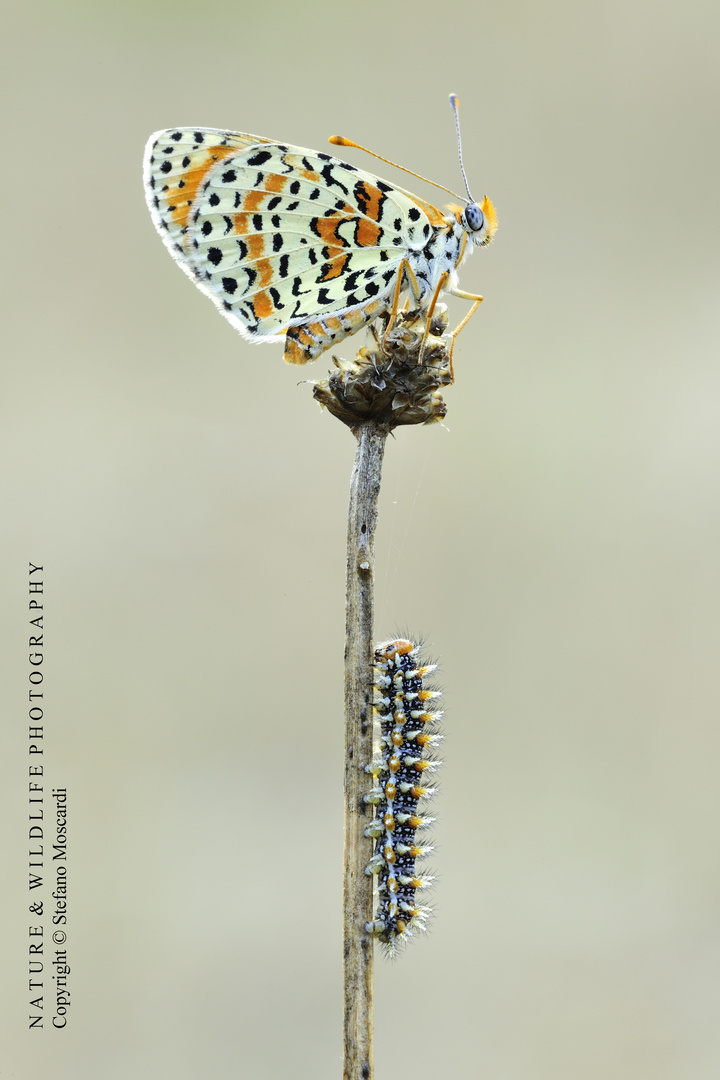 Melitaea didyma and its caterpillar