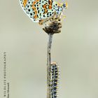 Melitaea didyma and its caterpillar