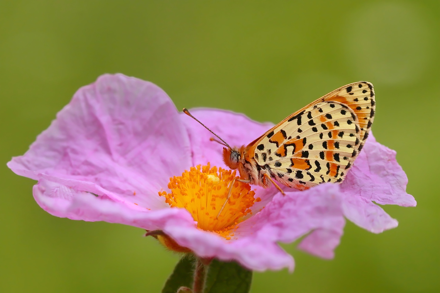 Melitaea didyma