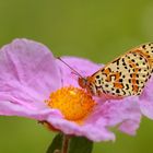 Melitaea didyma