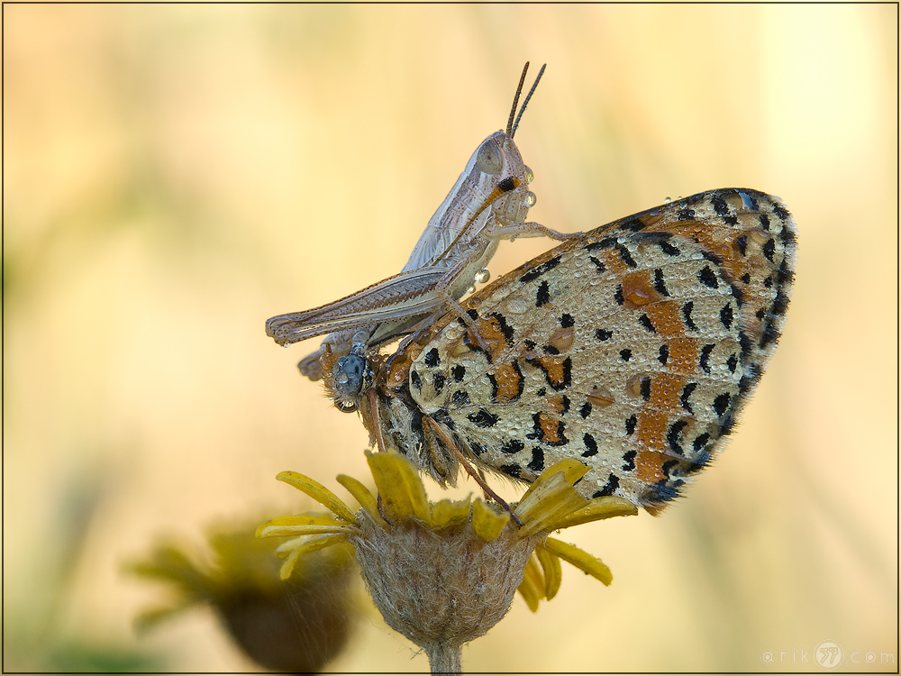 Melitaea didyma