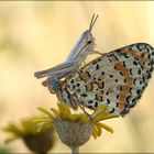 Melitaea didyma