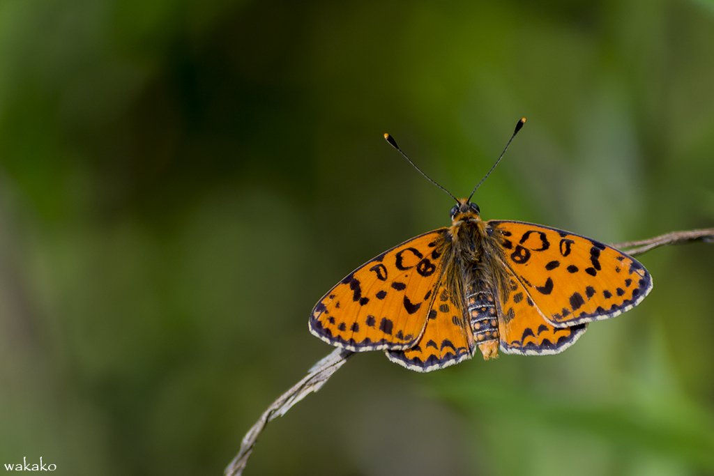 Melitaea didyma