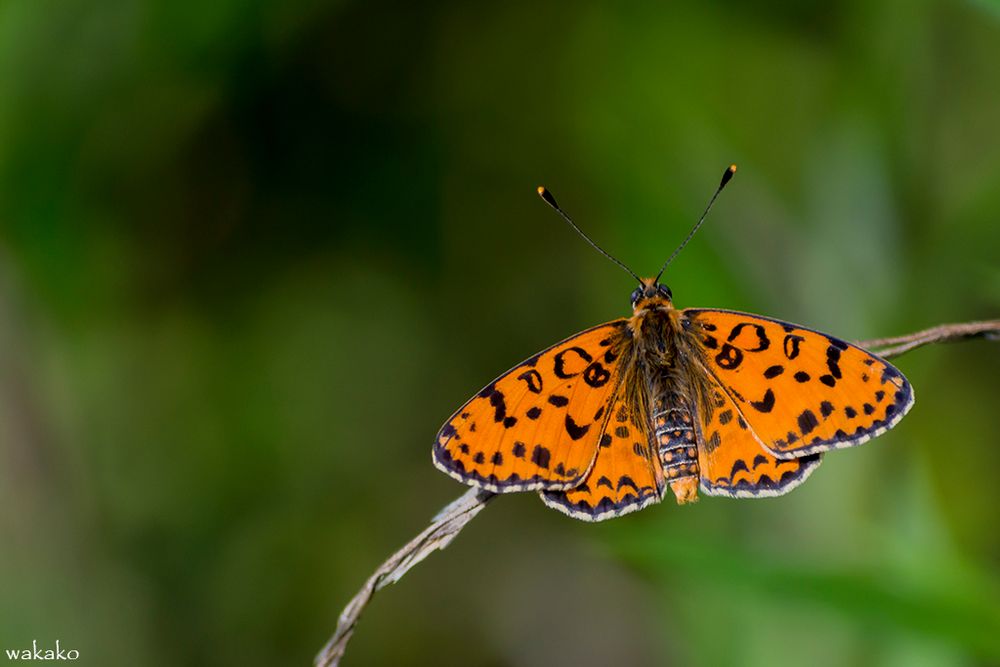 Melitaea didyma